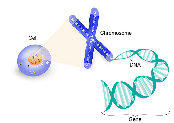 Class 10 Science Chapter 8 Question Answers - Heredity and Evolution