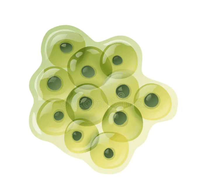 Frog`s egg 