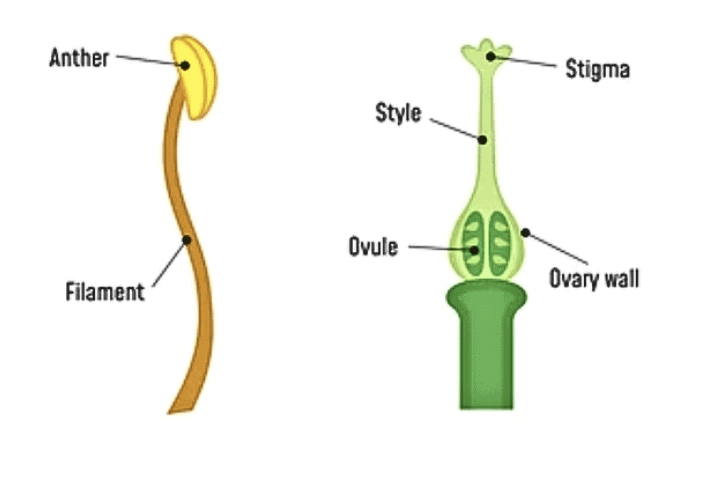 Reproduction in Plants Class 7 Notes Science Chapter 8