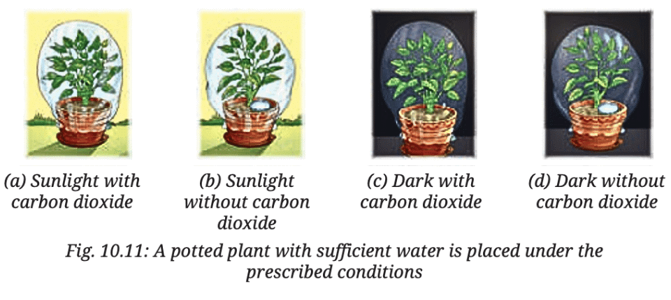 NCERT Solutions for Class 7 Science Chapter 10 Life Processes in Plants