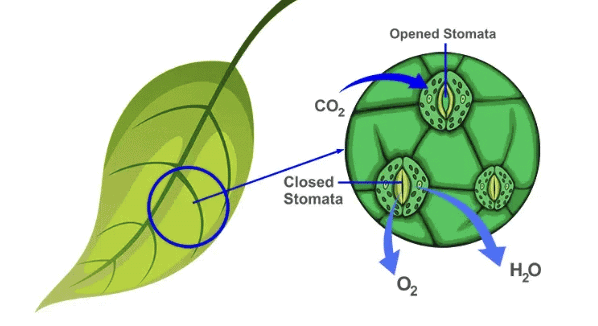 Class 7 Science Chapter 10 Question Answers - Life Processes in Plants