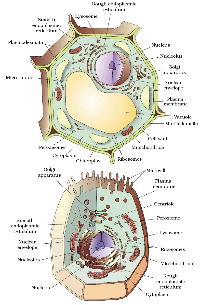 Revision Notes: Cell - The Unit of Life | Biology Class 11 - NEET