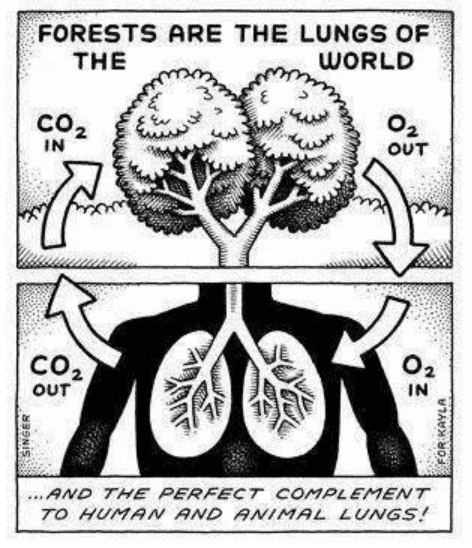 Forests - Our Lifeline Class 7 Notes Science Chapter 12