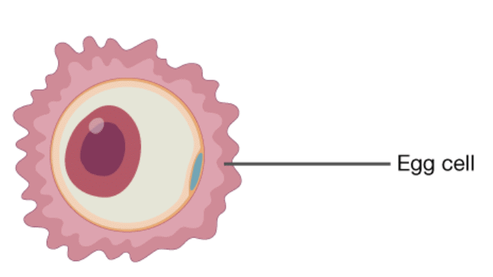 Reproduction in Animals Class 8 Notes Science Chapter 6