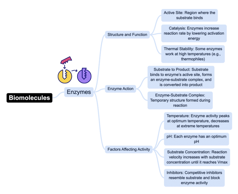 Mind Map: Biomolecules | Biology Class 11 - NEET