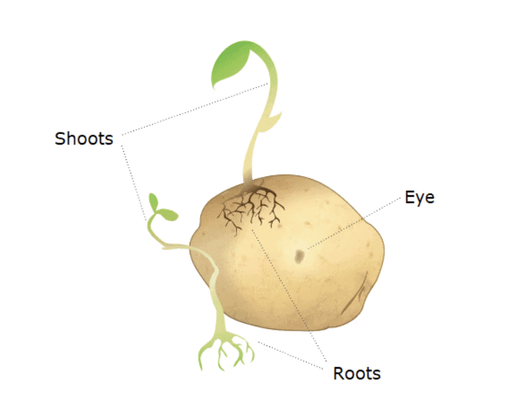Reproduction in Plants Class 7 Notes Science Chapter 8