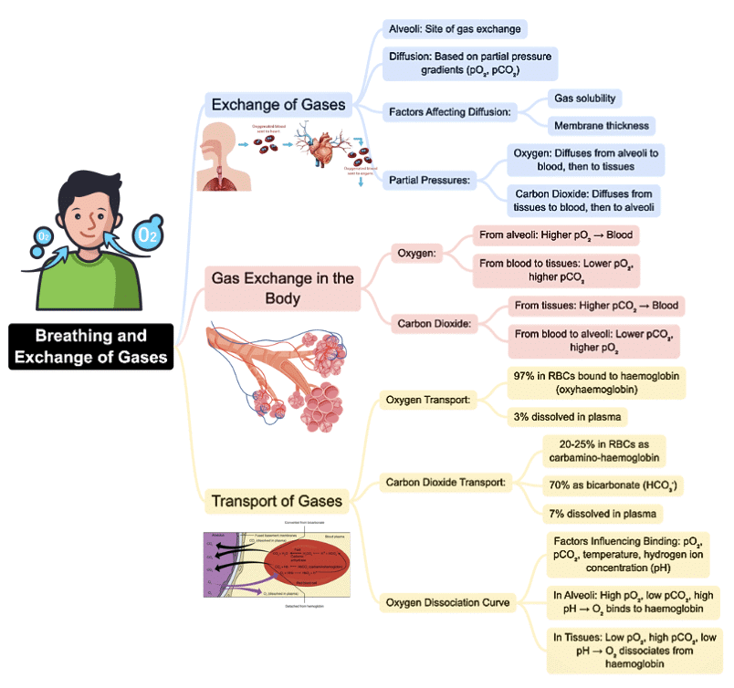 Mind Map: Breathing & Exchange of Gases | Biology Class 11 - NEET