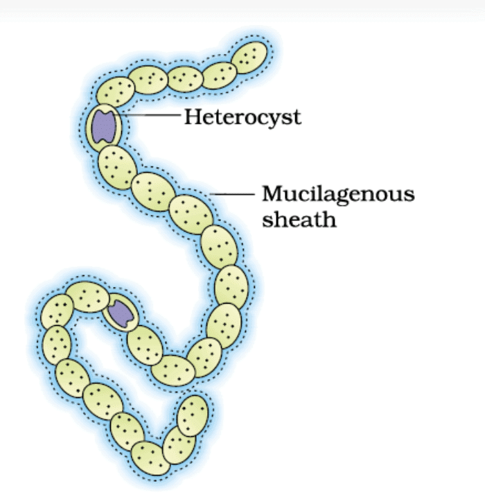 Revision Notes: Biological Classification | Biology Class 11 - NEET