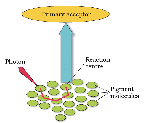 Revision Notes: Photosynthesis in Higher Plants | Biology Class 11 - NEET
