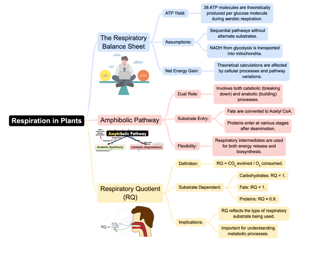 Mind Map: Respiration in Plants | Biology Class 11 - NEET