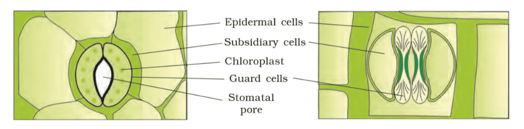 Revision Notes: Anatomy of Flowering Plants | Biology Class 11 - NEET