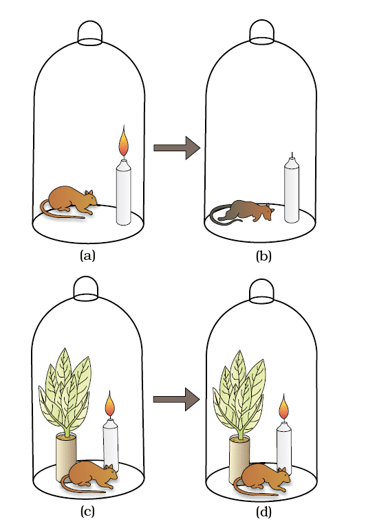 Revision Notes: Photosynthesis in Higher Plants | Biology Class 11 - NEET