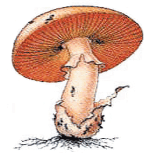 Revision Notes: Biological Classification | Biology Class 11 - NEET