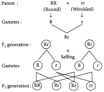 Class 10 Science Chapter 8 Question Answers - Heredity and Evolution