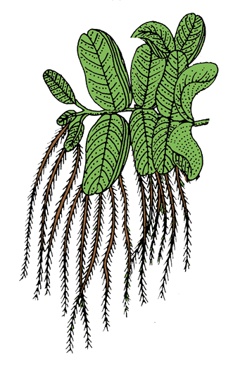 Revision Notes: Plant Kingdom | Biology Class 11 - NEET