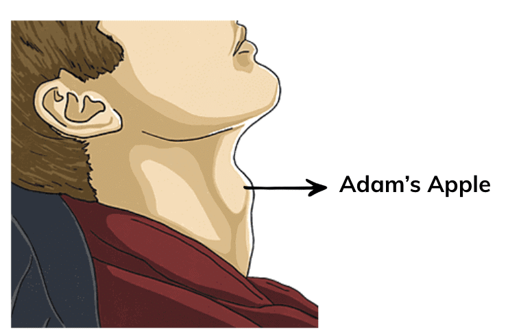 Adolescence: A Stage of Growth and Change Class 7 Notes Science Chapter 6 Free PDF