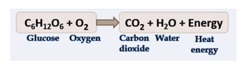 NCERT Solutions for Class 7 Science Chapter 10 Life Processes in Plants