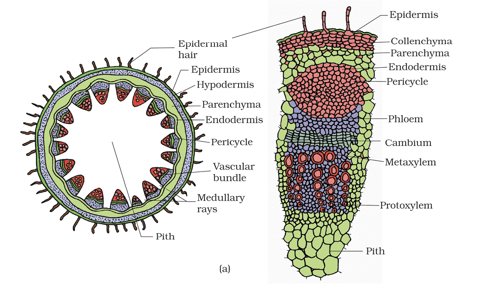 Revision Notes: Anatomy of Flowering Plants | Biology Class 11 - NEET