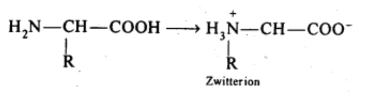 NCERT Solutions Class 11 Biology Chapter 9 - Biomolecules