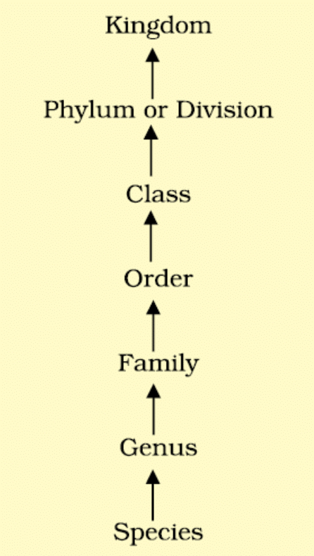 Revision Notes: The Living World | Biology Class 11 - NEET