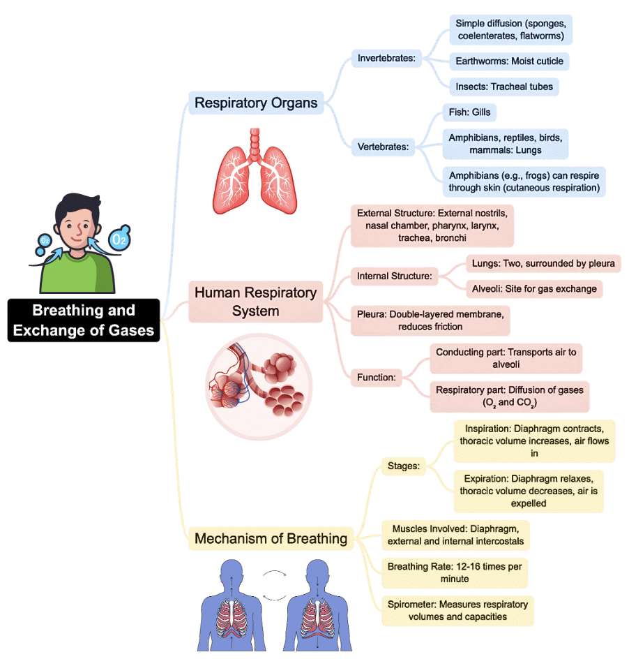 Mind Map: Breathing & Exchange of Gases | Biology Class 11 - NEET