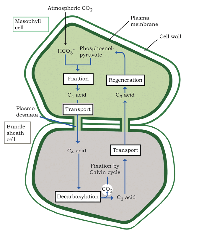 Revision Notes: Photosynthesis in Higher Plants | Biology Class 11 - NEET