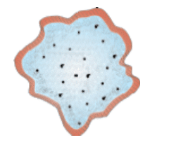 Revision Notes: Biological Classification | Biology Class 11 - NEET