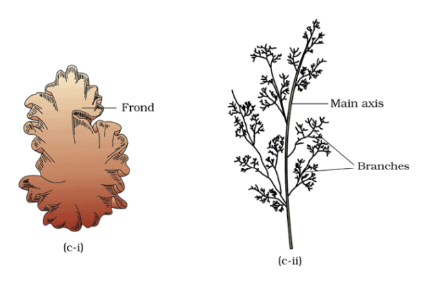Revision Notes: Plant Kingdom | Biology Class 11 - NEET