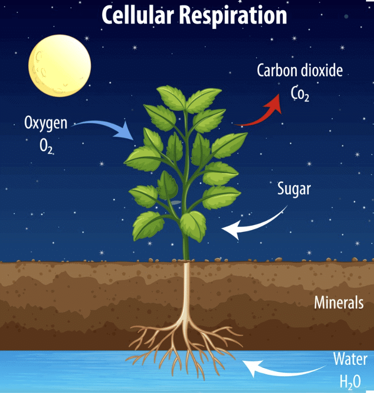 NCERT Solutions for Class 7 Science Chapter 10 Life Processes in Plants