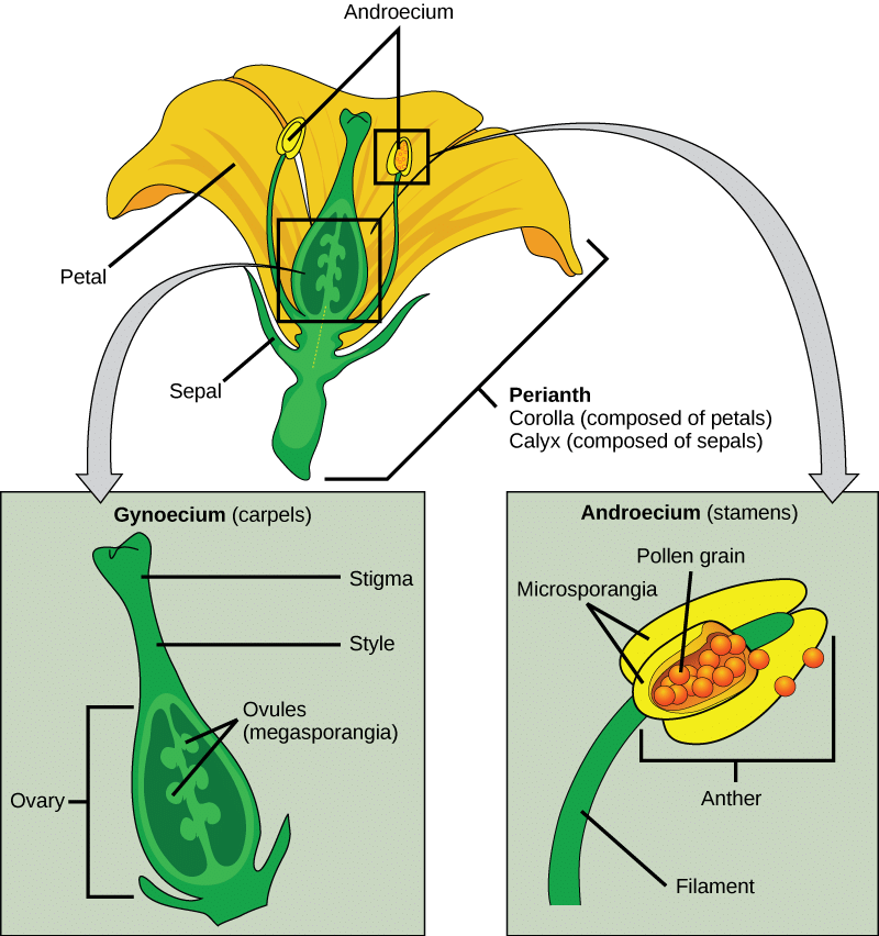NCERT Solutions for Class 7 Science - Reproduction in Plants