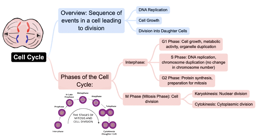 Mindmap: Cell Cycle & Cell Division | Biology Class 11 - NEET