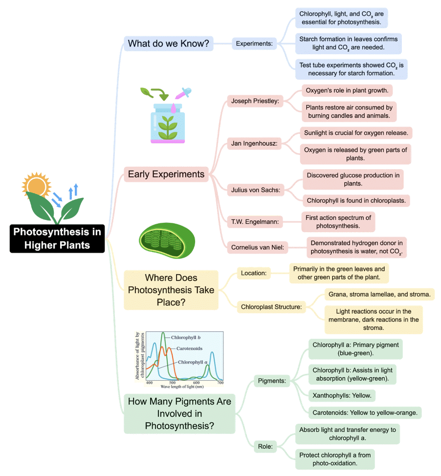 Mindmap: Photosynthesis in Higher Plants | Biology Class 11 - NEET