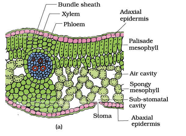 Revision Notes: Anatomy of Flowering Plants | Biology Class 11 - NEET