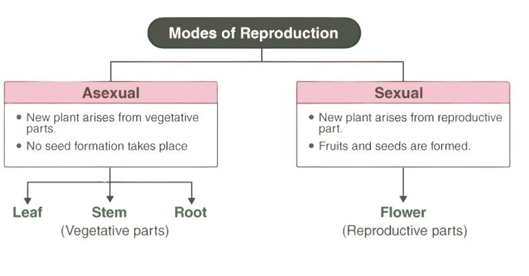 Reproduction in Plants Class 7 Notes Science Chapter 8