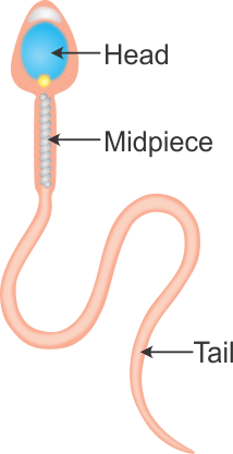 Olympiad Notes: How do Organisms Reproduce? | Science Class 10