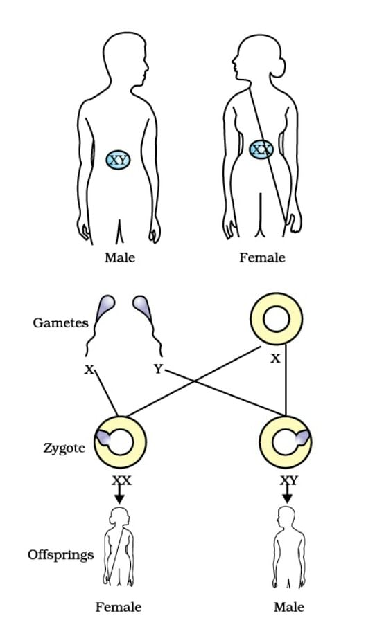 Overview: Heredity | Science Class 10