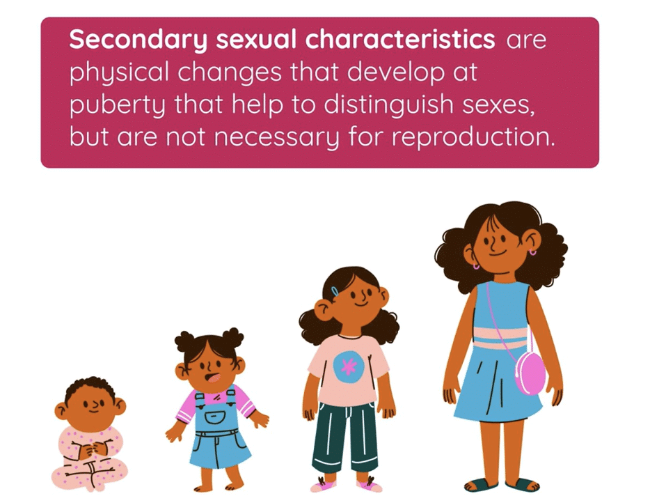 Adolescence: A Stage of Growth and Change Class 7 Notes Science Chapter 6 Free PDF