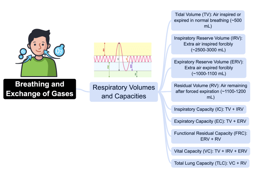 Mind Map: Breathing & Exchange of Gases | Biology Class 11 - NEET