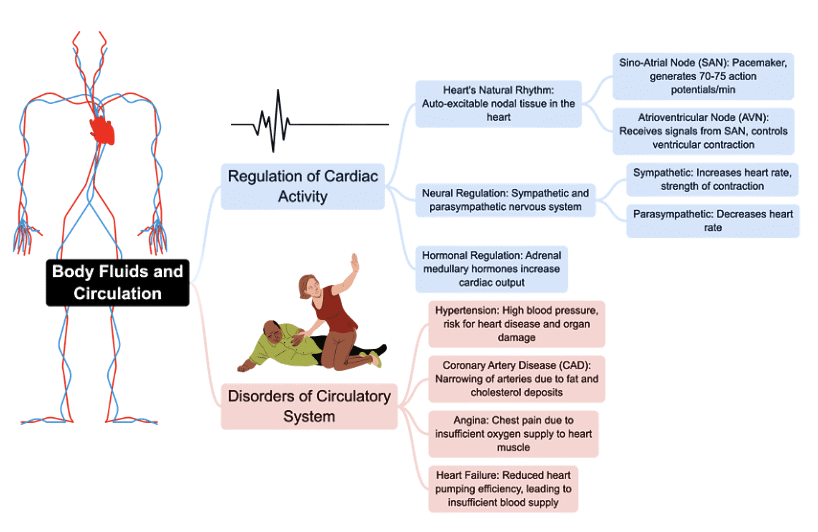Mind Map: Body Fluids & Circulation | Biology Class 11 - NEET