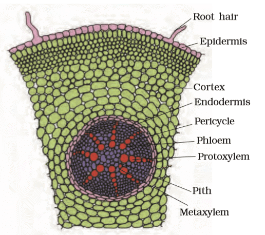 Revision Notes: Anatomy of Flowering Plants | Biology Class 11 - NEET
