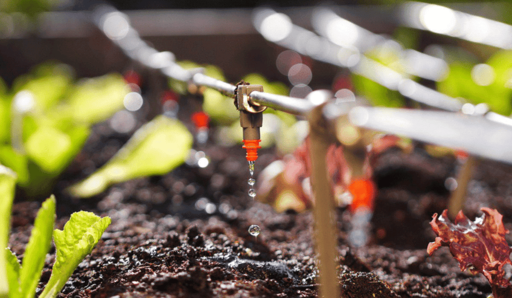 Assignment: Crop Production and Management | Science Class 8