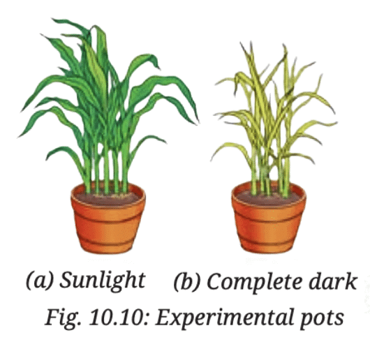 NCERT Solutions for Class 7 Science Chapter 10 Life Processes in Plants