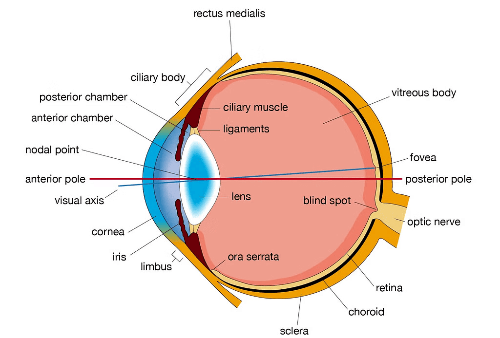 Class 10 Science Chapter 10 Question Answers - Human Eye and Colourful World