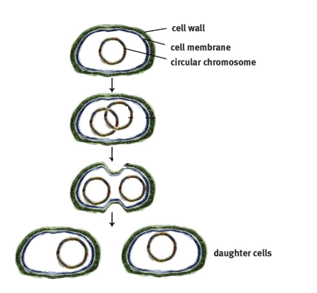 NCERT Solutions for Class 7 Science - Reproduction in Plants