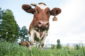 Class 7 Science Chapter 9 Important Questions - Nutrition in Animals