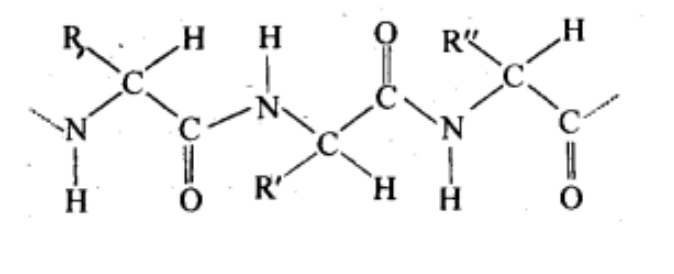 NCERT Solutions Class 11 Biology Chapter 9 - Biomolecules
