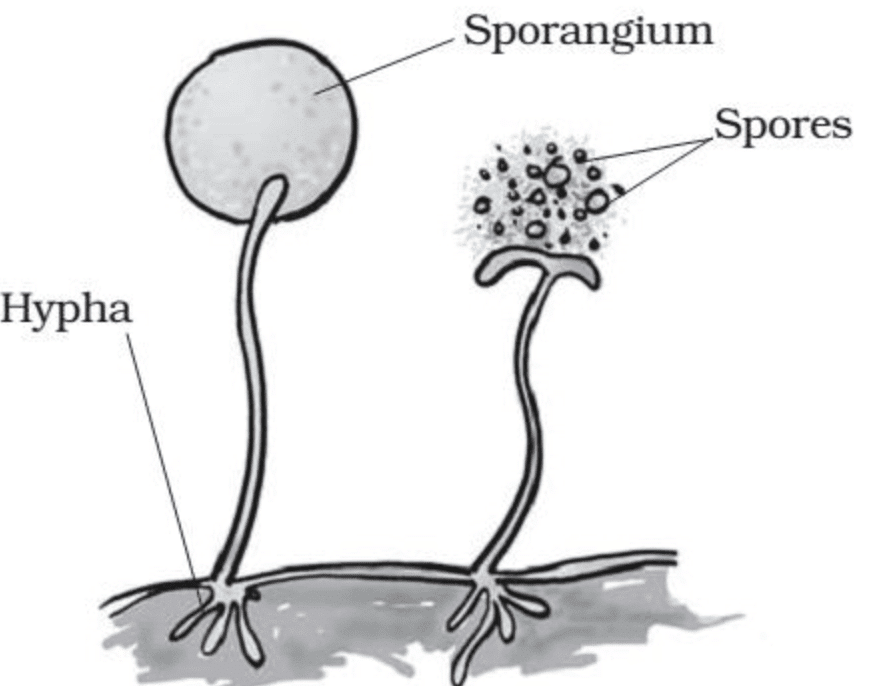 NCERT Solutions for Class 7 Science - Reproduction in Plants