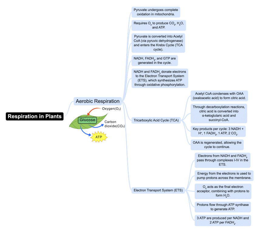 Mind Map: Respiration in Plants | Biology Class 11 - NEET