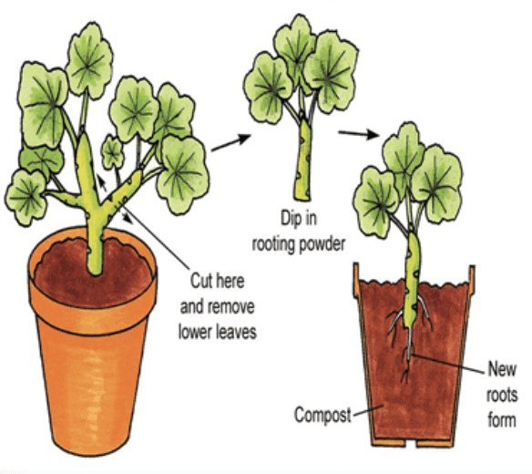 Reproduction in Plants Class 7 Notes Science Chapter 8