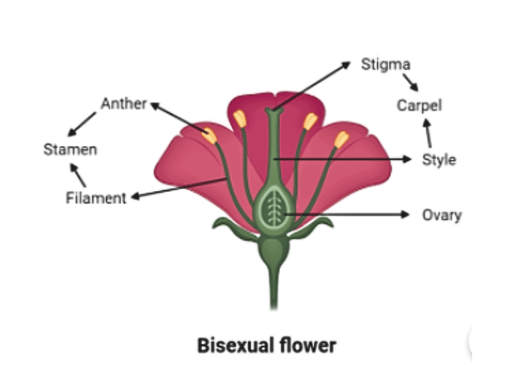 Reproduction in Plants Class 7 Notes Science Chapter 8